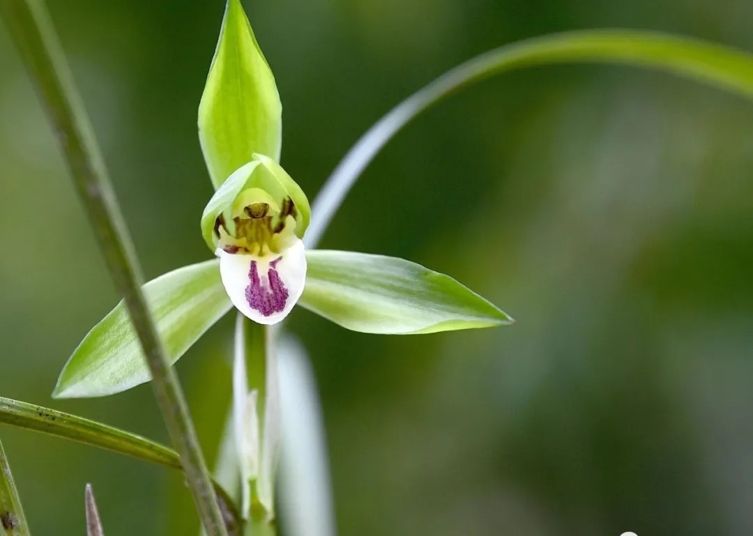 自制|养兰花的肥料可以自制吗？自制氮、磷、钾肥，真的不太难