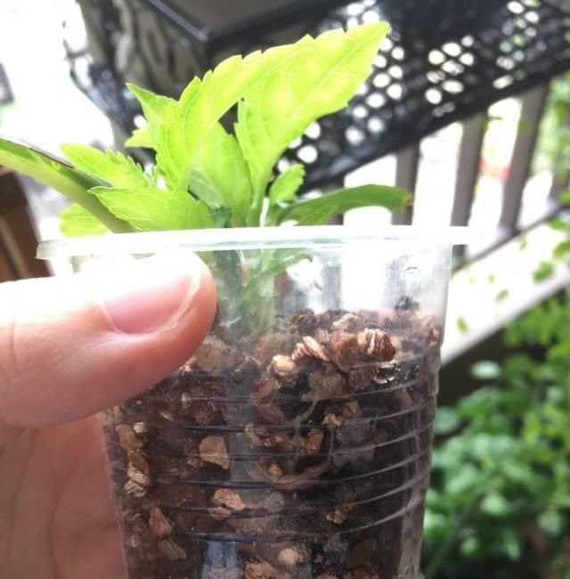 学会这种扦插法，2周生根，插什么活什么，太简单了！