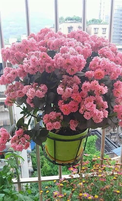 养了3年长寿花，家里“到处”都开花，繁殖几十盆成大户！