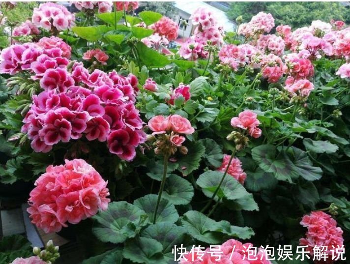 5种花最适合养阳台,婀娜多姿、香飘怡人,寓意美好