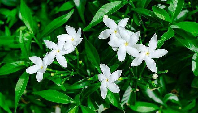 想养好栀子花,掌握“温度”是关键,花苞不掉落,叶子油绿开花多