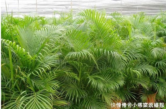 净化|7种“有益花”，养在家里身体好，清新空气病菌少，你家还没养