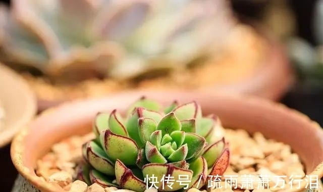 栽种多肉植物,不管状态如何,4大“原则”不要触碰!