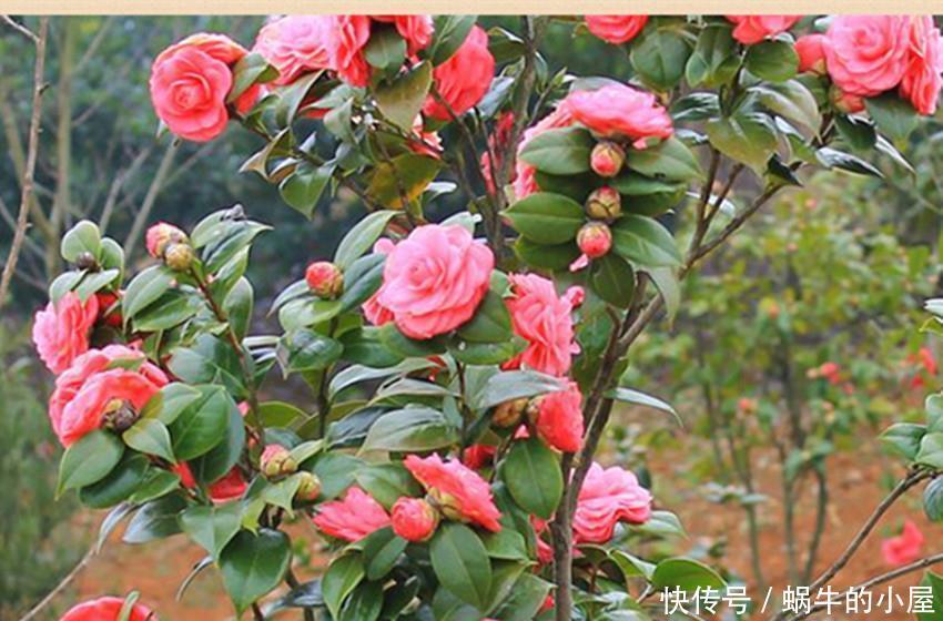 红双喜|世上最美最香的两种花,美如西施,香过桂花,养殖简单又容易