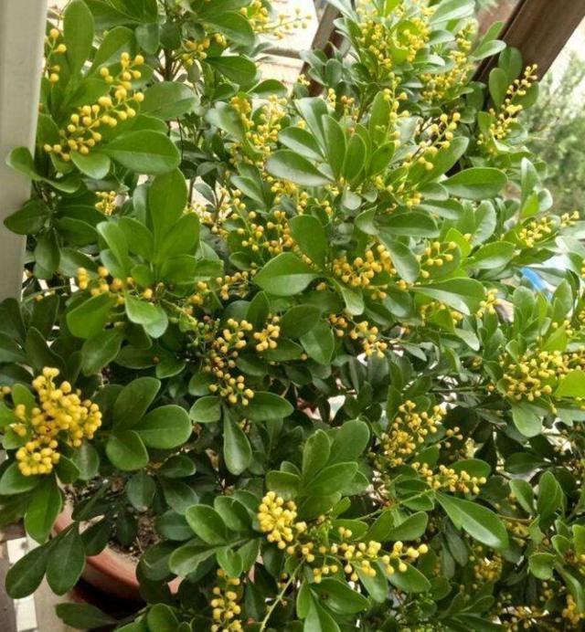 家养米兰花总是长不好,教你4招,开成“爆米花”,比香水味还浓