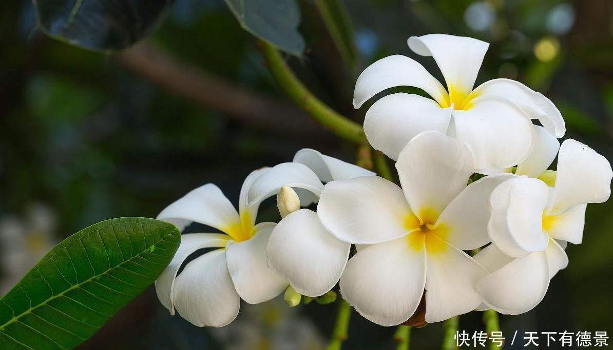 4种香味超然的花卉，家里养几盆，改善家居空气