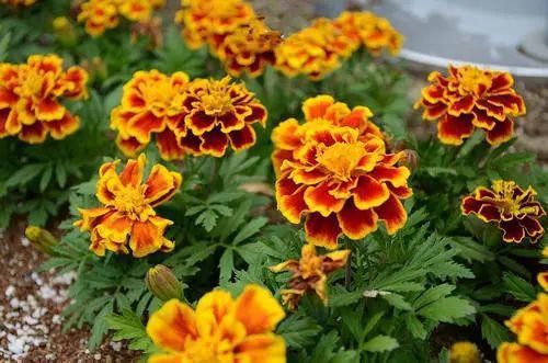 春天到了，考虑种花吗？