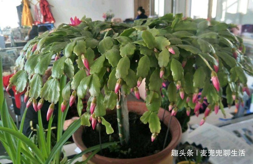 油和药就能把蟹爪兰养的健壮有活力，还能开花，花友们值得一看