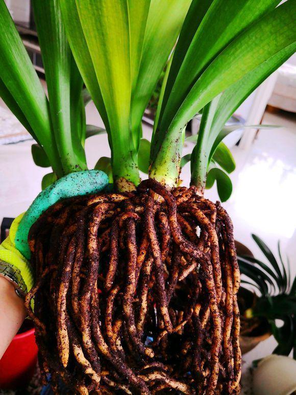 君子兰换盆时要剪根别太随意,剪错会整盆死