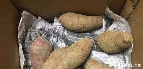原藏甘薯如此简单,放半年不干不芽,放的时间越久越甜