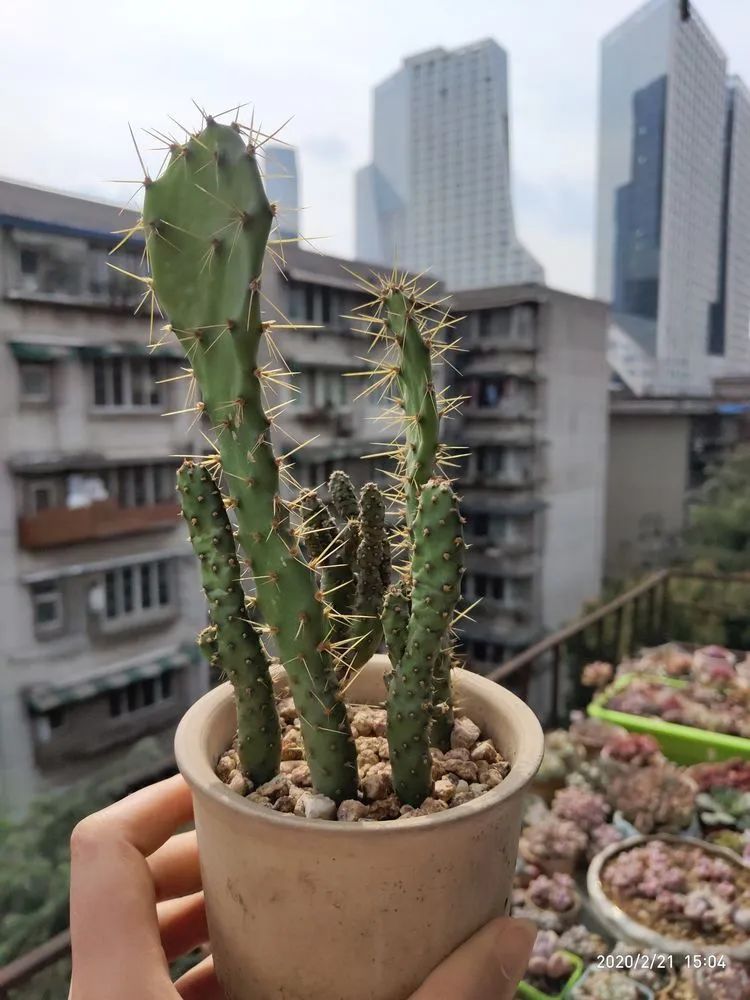 养肉多年的新手我相信它们一定可以变得更美丽！