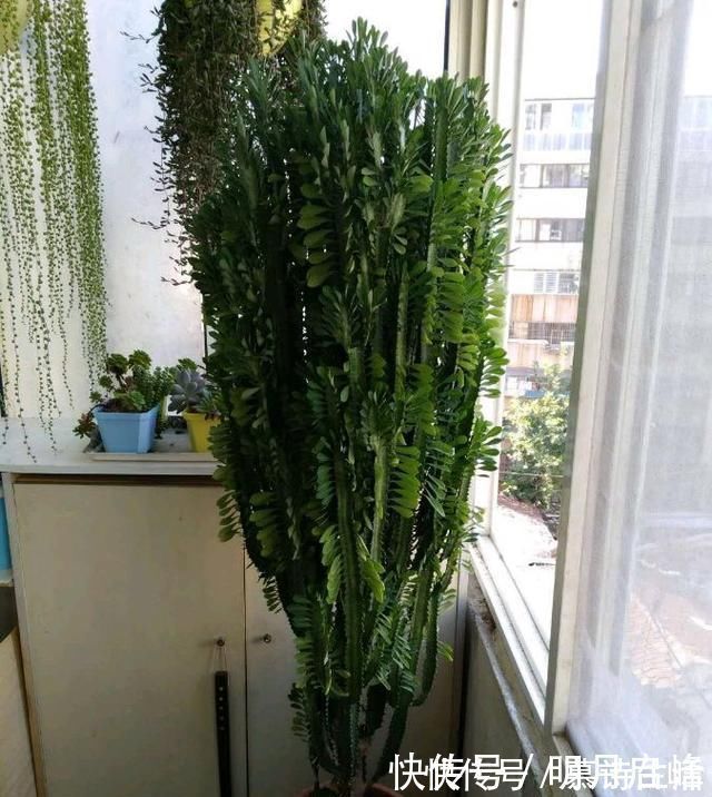 这“3种花”最好扦插，“掰枝条”插土里就能活，花友看了都羡慕