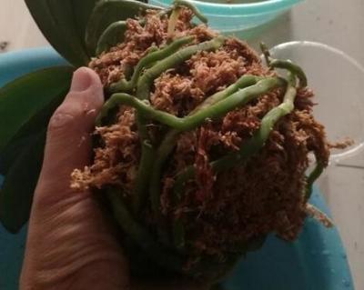 空气湿度|烂根的蝴蝶兰别扔,学会这么做,猛窜花枝,年年都开花