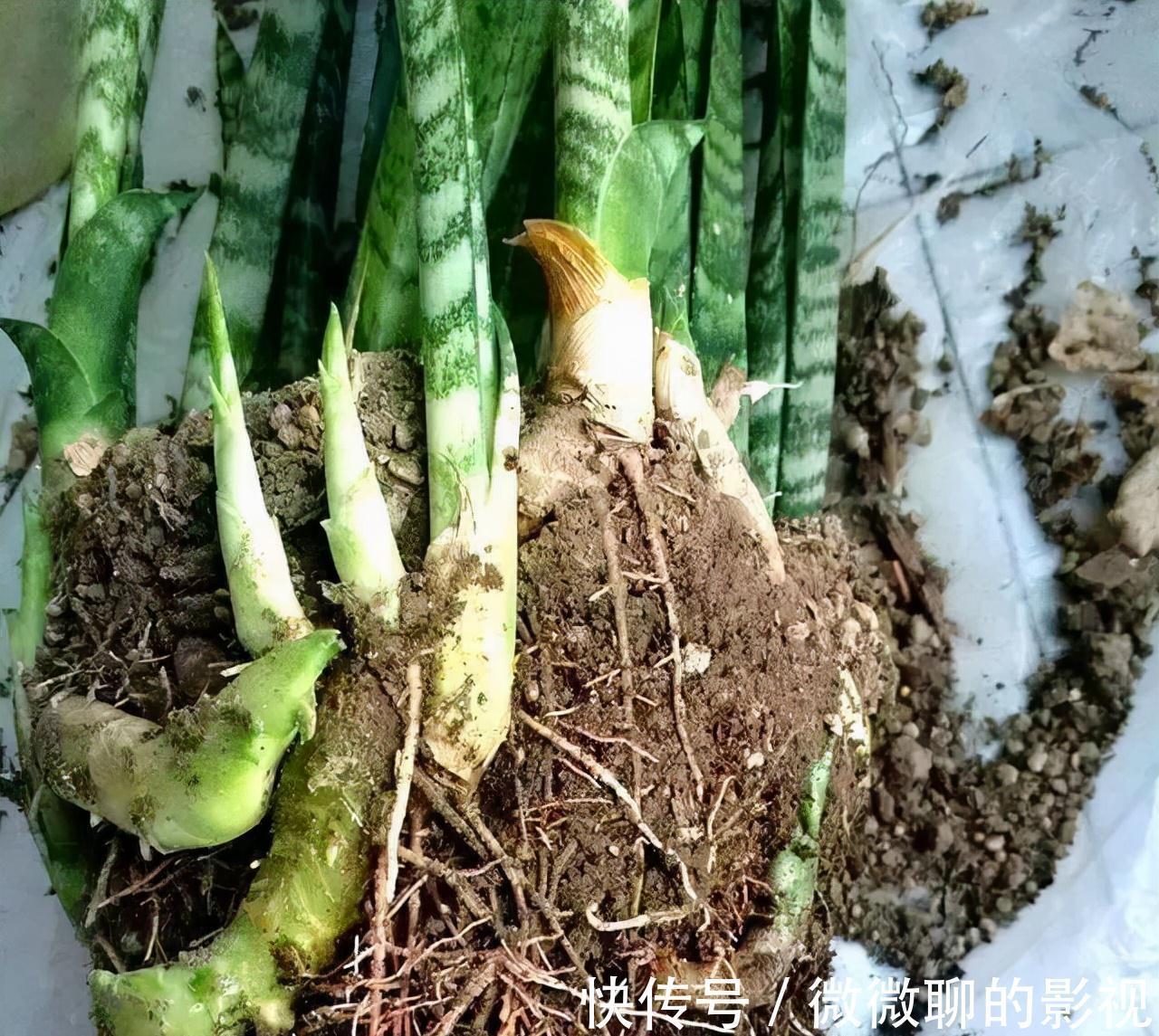 虎皮兰身上有个小机关，这样打开它，一夜冒出8个芽