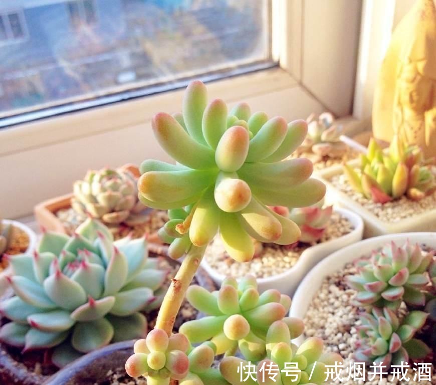 肉肉|多肉植物干瘪没有生气 那是因为你没有这么做!