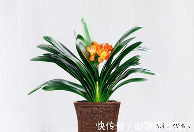 不管养兰花还是君子兰,只要弄明白这一点,咋养也长得好