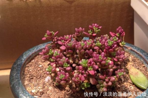 紫米粒“死不了”,怎么养都不死,喜欢“被虐”,3个月变一缸