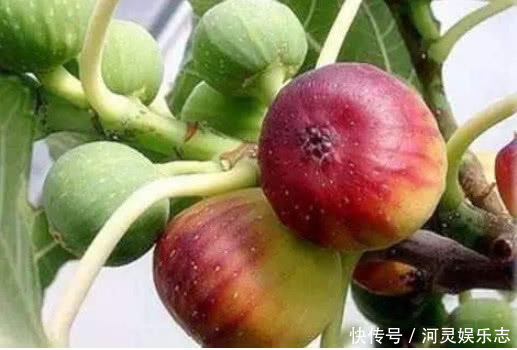 植株|香甜的“无花果”别买了在家种一棵,果子挂满枝,全家人都够吃