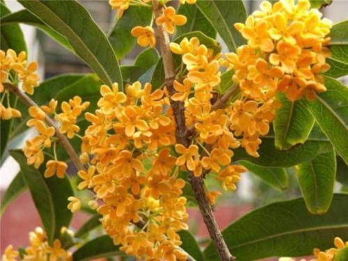 院子阳台不要瞎养花,推荐几种树,果子好吃还能添福