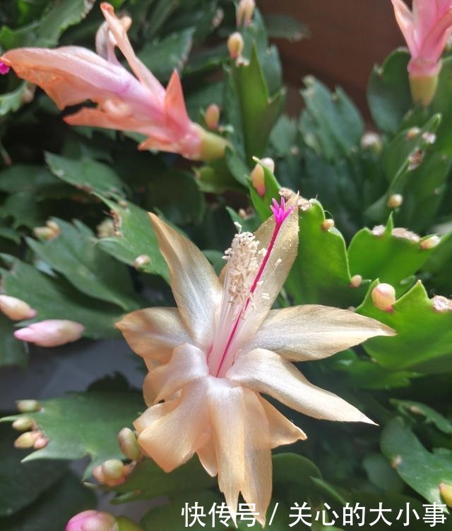 蟹爪兰花期过后叶片又薄又软,做好四点,新叶萌发快,秋凉再开花!