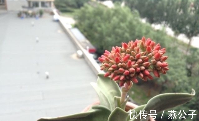 命名|2款以外形命名的多肉，都是非常冷门的品种，曾经可是大贵货