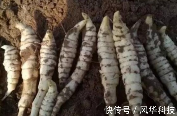 野草|农村的一种“野草”比“人参”更有营养,它的根是最稀有的