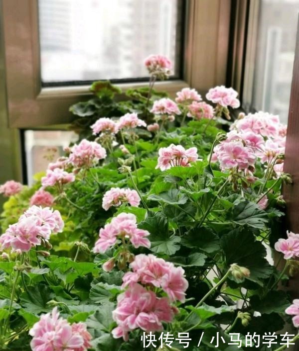 谁说室内养不好花这12种一养就开花，还特漂亮，喜欢养花别错过！