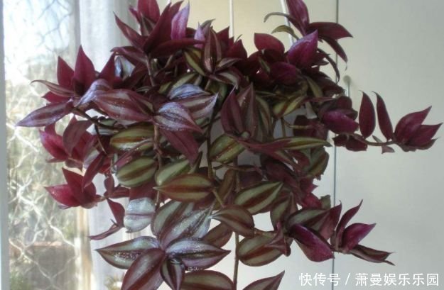 阳台上|家养4种旺运花,吉祥又喜庆,开花红红火火,旺财又旺运!