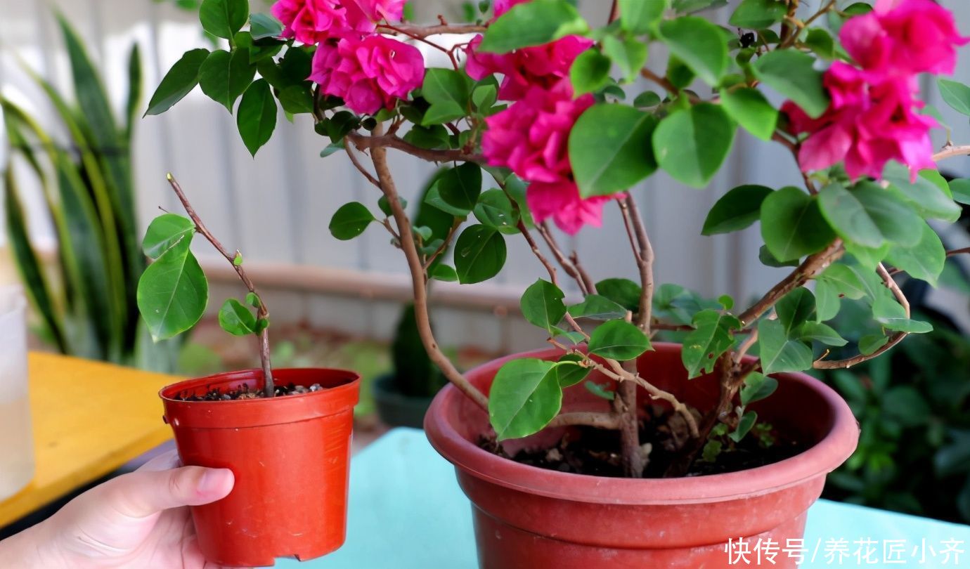 养花种菜太费土，全部购买不现实，教你3个技巧，省钱又有营养