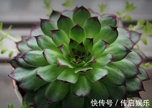 多肉观音莲怎么养教你3个盆栽观音莲的小妙招，不仅旺盛还爆盆