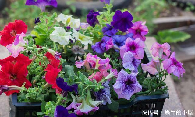 这几种花很漂亮,常年四季都开花,适合大部分人栽种