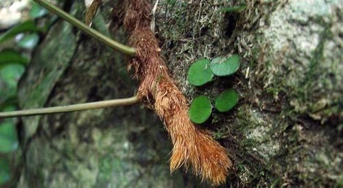 农村长在岩石上的“飞天鼠”,号称“骨碎补”,接骨续筋棒棒的