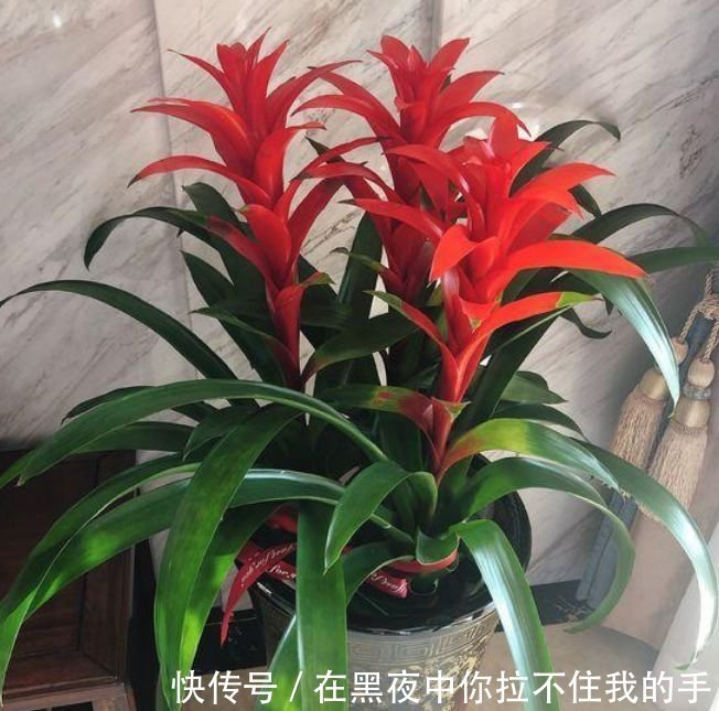 家里阳台养此款花,新手也能养爆盆,四季有花开,花香四溢飘满屋