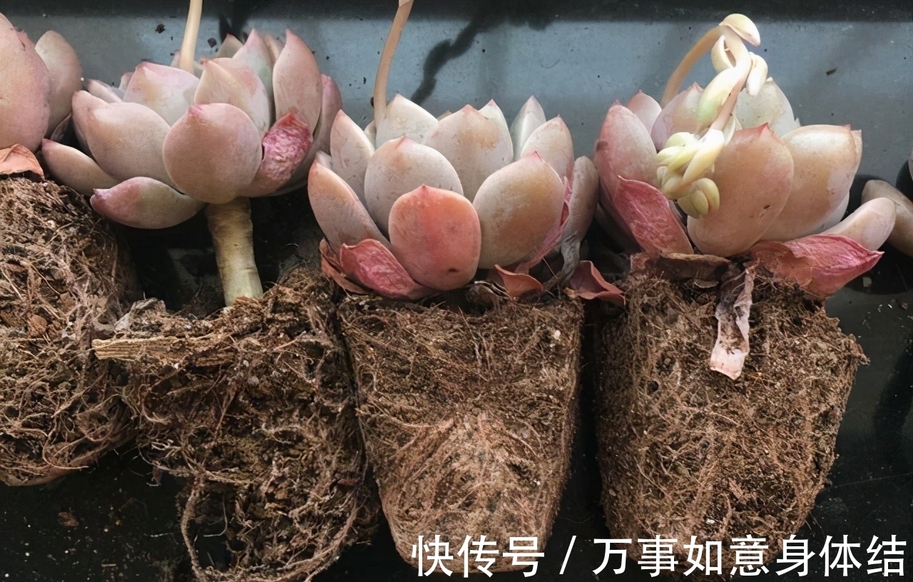 根部|春季给多肉修根需要注意的4个问题,正确修根,多肉长得好抗性强