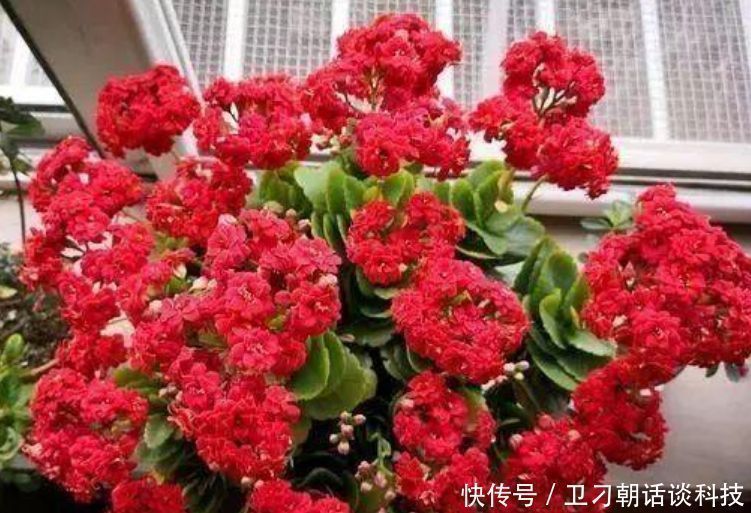 “4种花”非常适合养卧室,改善睡眠质量,一觉睡到天亮,还好养