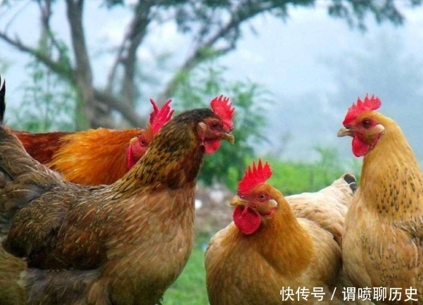 好喝|外婆80多岁,说炖鸡汤不能直接炖!多做一件事,肉嫩汤鲜,好喝