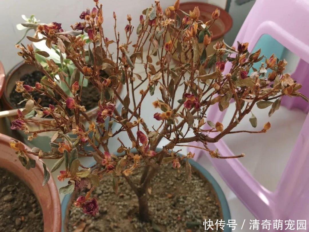 潮湿|超级“喜水”的花,3天不浇水,就离死不远了