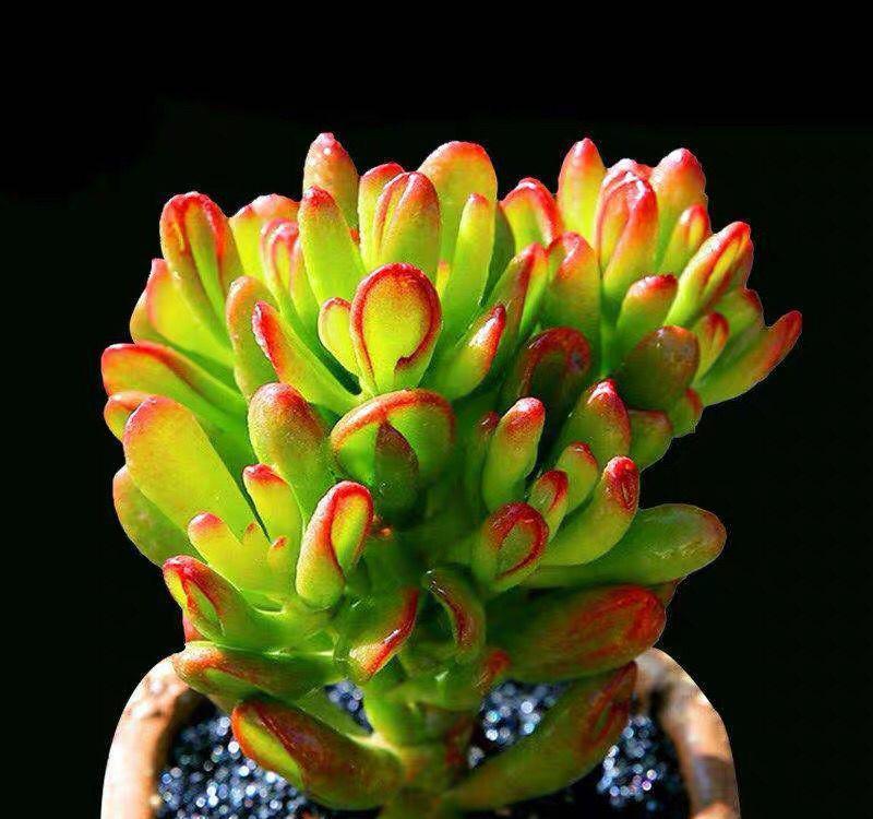 寒潮来袭!6种“怕冷肉”尽早搬到室内,否则容易冻伤