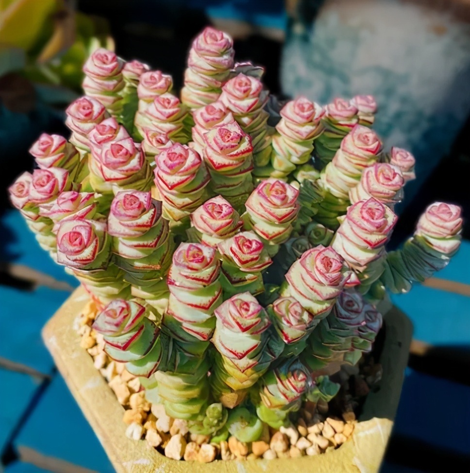 扦插|都喜欢叶插多肉,但是碰到6种,劝你别费工夫,因为成活率太低