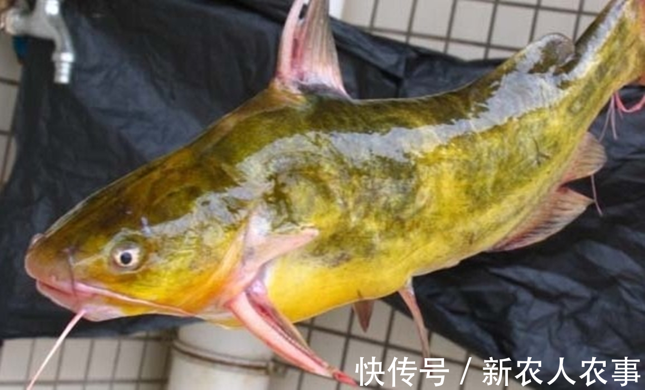 刺黄股|钓鲫鱼意外收获大货，贵阳钓友喜中一斤重的黄颡鱼，直接拉到手软
