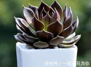 普货也能养出高级感，自带神秘bgm的多肉植物，高冷黑王子多肉