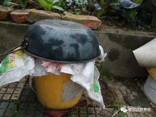 内脏|冬天养花埋点它,开春就疯长,1年不施肥一样绿油油!