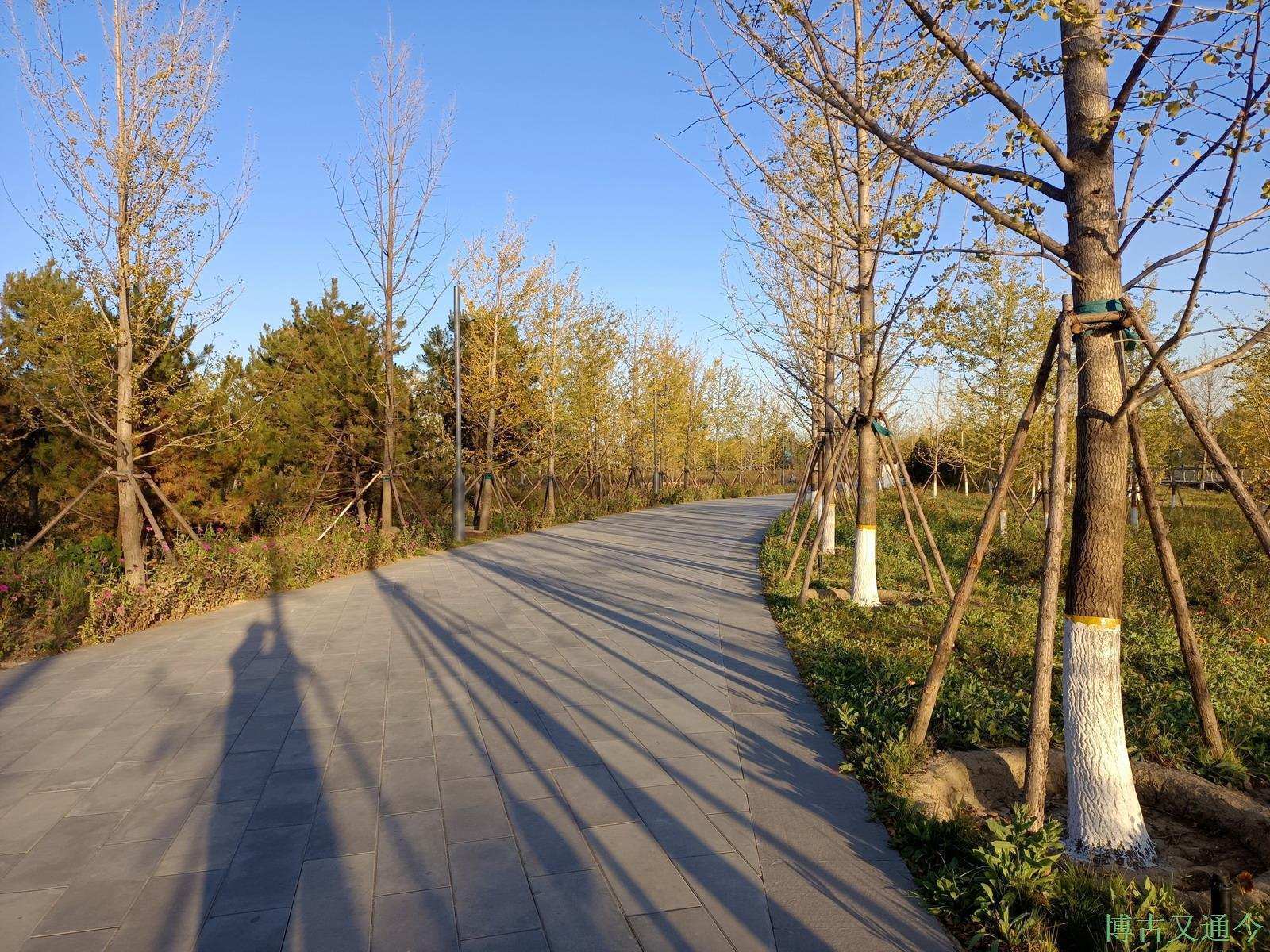 老年|温榆河公园示范区东园,园内的金色光芒撒在大地上