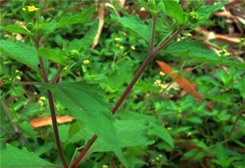 农村长|农村长的“粘糊菜”，专治风湿关节炎，多数人都不了解
