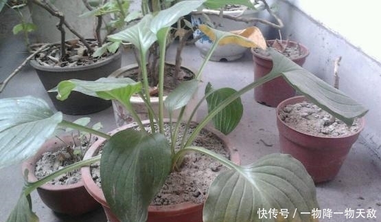花土板结怎么办?不换盆土,学会这几招照样能搞定难题