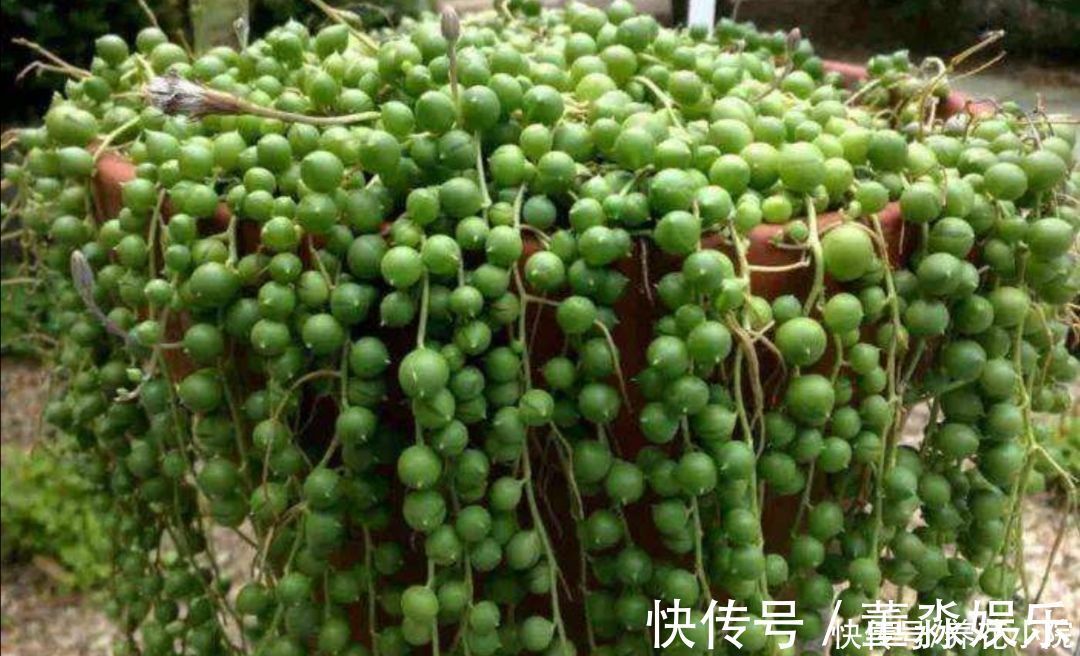 心叶日中花|4种花都叫吊兰,形态各不相同,你喜欢养哪一种呢?