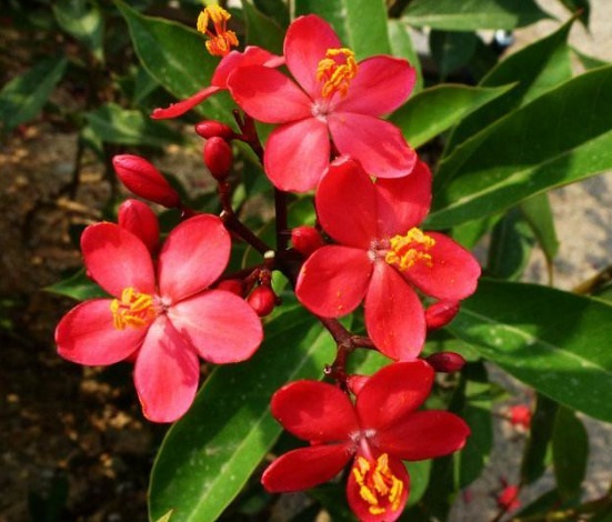 1种花,叶似“大提琴”,比杜鹃花更红艳,一开360天,好养易爆盆