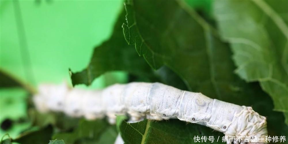 丝绸|中国丝绸之国“抱布贸丝”由来已久