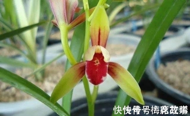 花香|国魂兰花被誉为“四大天后”之一,开花比鸡血还红,花香迷人