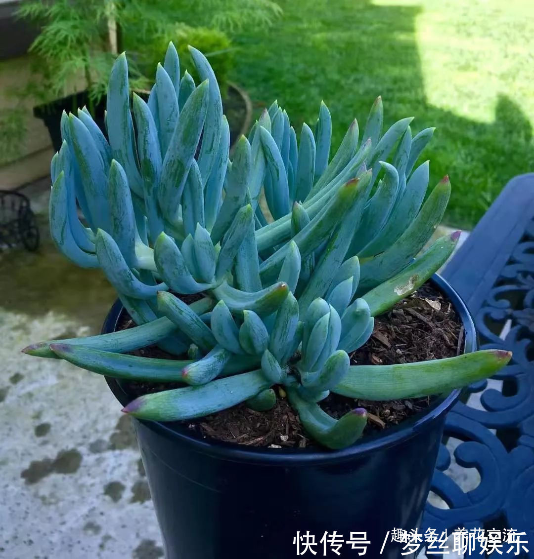 多肉的品种又多又好看，为啥自己总养不活，那是因为没看到这几种